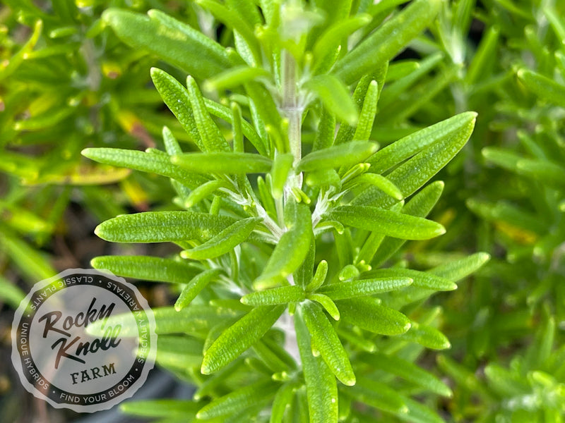 Barbeque Rosemary plant from Rocky Knoll Farm