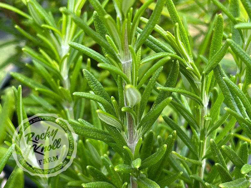 Barbeque Rosemary plant from Rocky Knoll Farm