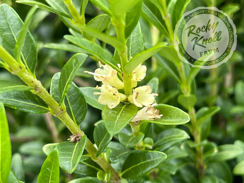 Lonicera pileata - Privet Honeysuckle plant from Rocky Knoll Farm