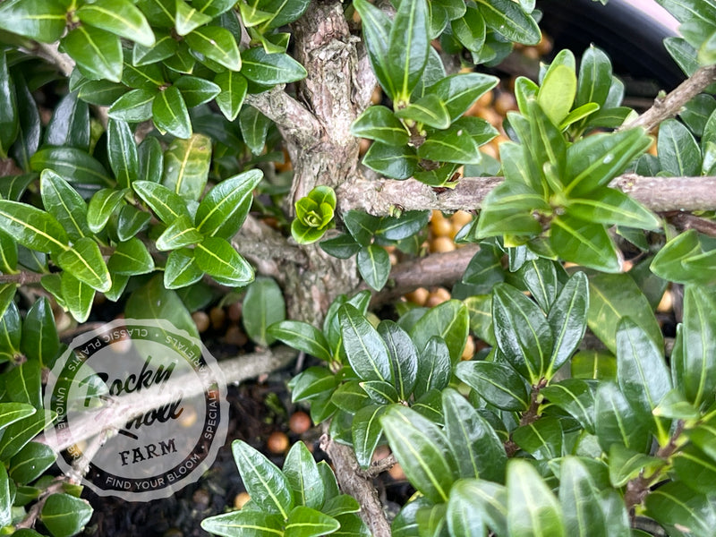 Lonicera pileata - Privet Honeysuckle plant from Rocky Knoll Farm