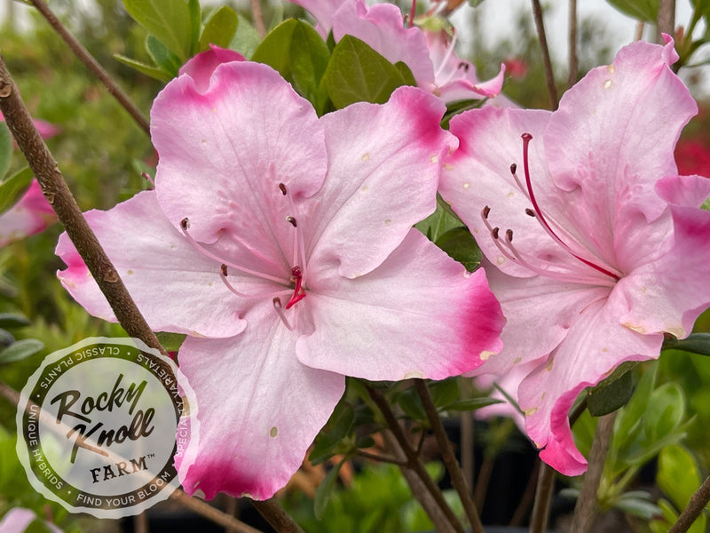 Jason Lee plant from Rocky Knoll Farm