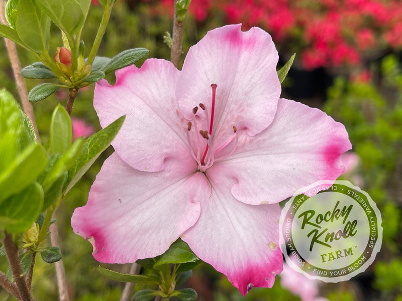 Jason Lee plant from Rocky Knoll Farm