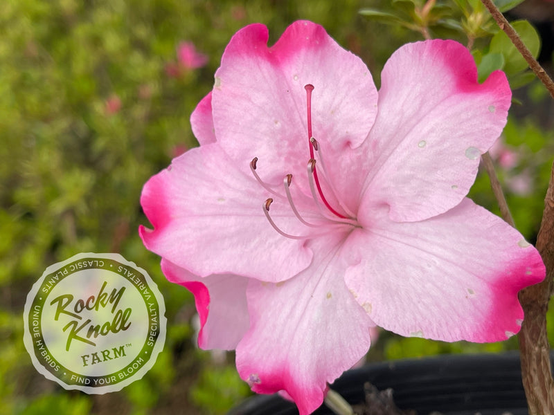 Jason Lee plant from Rocky Knoll Farm