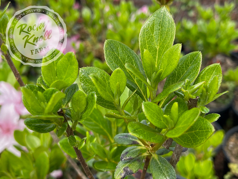 Jason Lee plant from Rocky Knoll Farm