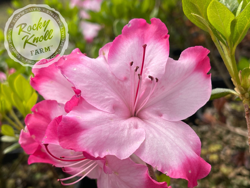 Jason Lee plant from Rocky Knoll Farm