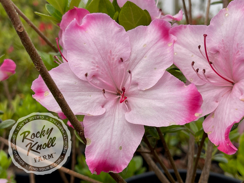 Jason Lee plant from Rocky Knoll Farm