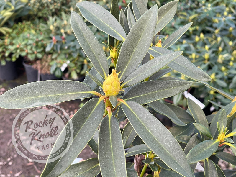 The Honourable Jean Marie de Montague plant from Rocky Knoll Farm