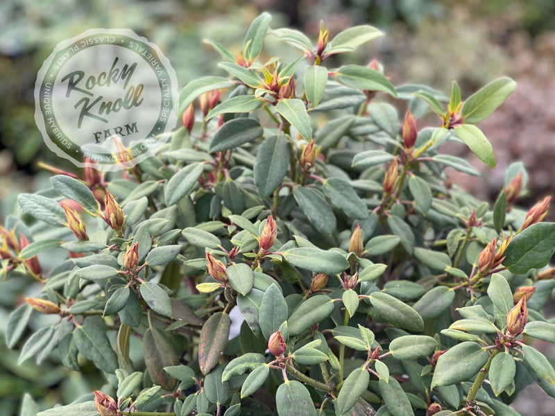 Jock plant from Rocky Knoll Farm