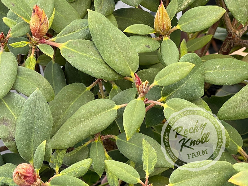 Jock plant from Rocky Knoll Farm
