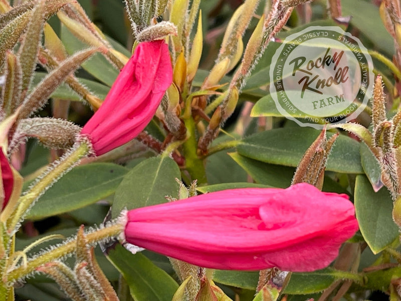 Jock plant from Rocky Knoll Farm