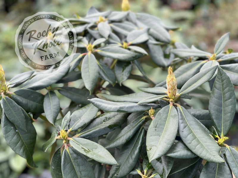 Johnny Bender plant from Rocky Knoll Farm