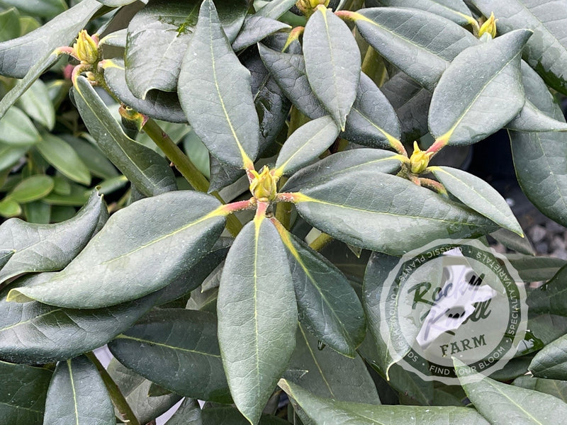 Johnny Bender plant from Rocky Knoll Farm