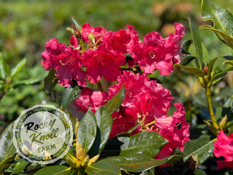 Johnny Bender plant from Rocky Knoll Farm