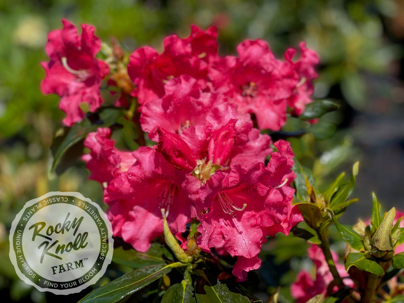 Johnny Bender plant from Rocky Knoll Farm