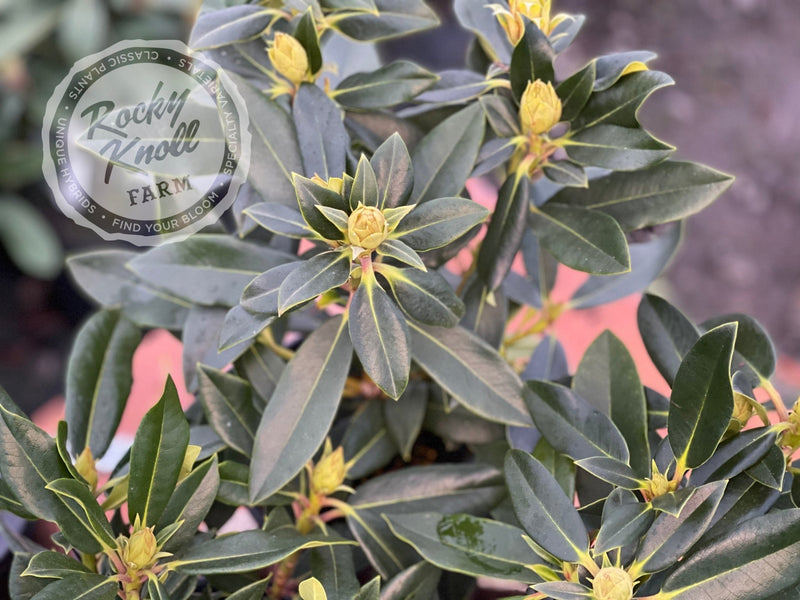 Hachmann's Kabarett plant from Rocky Knoll Farm
