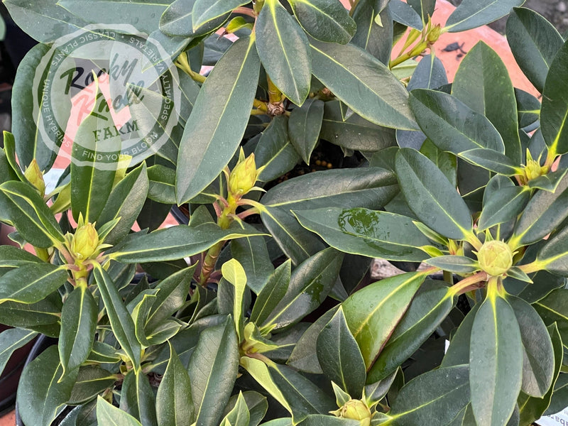 Hachmann's Kabarett plant from Rocky Knoll Farm