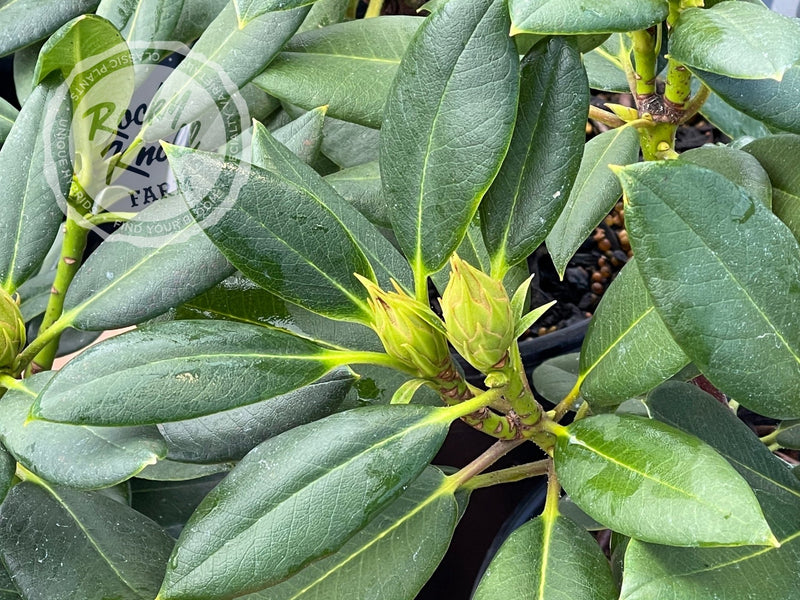 Karen Triplett plant from Rocky Knoll Farm
