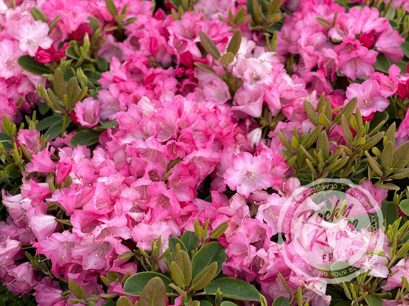 Karin plant from Rocky Knoll Farm