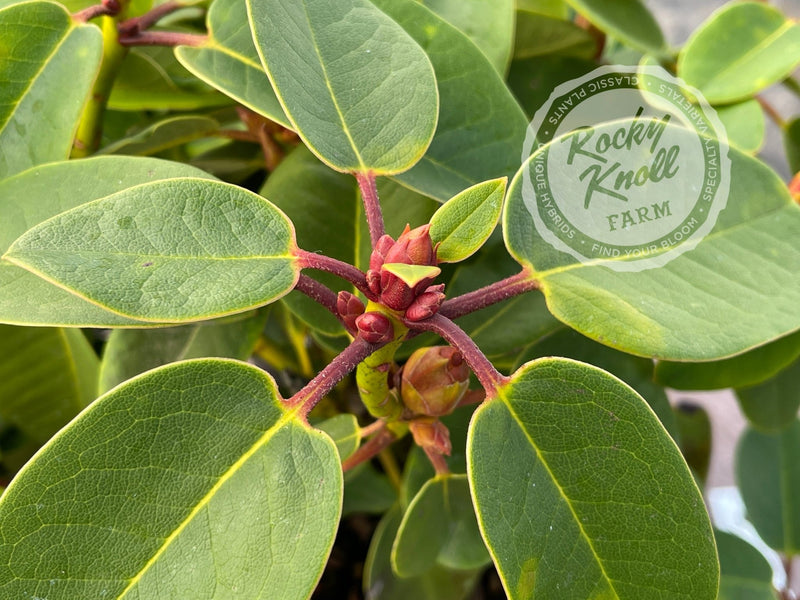 Karin plant from Rocky Knoll Farm