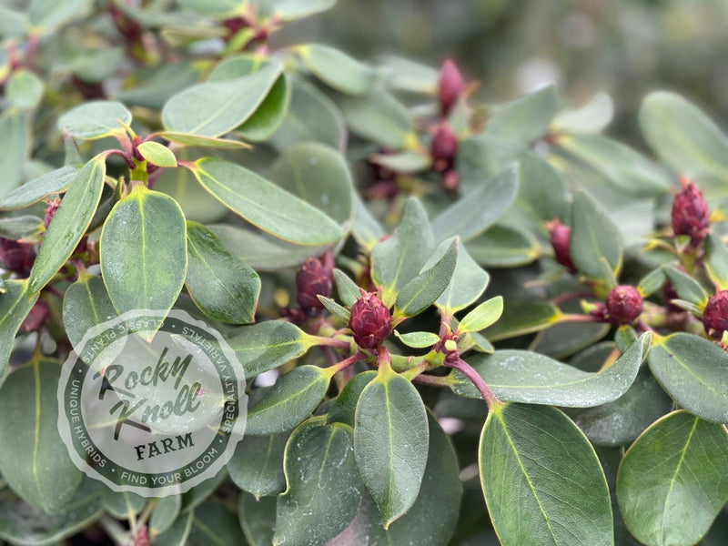 Kimberly plant from Rocky Knoll Farm
