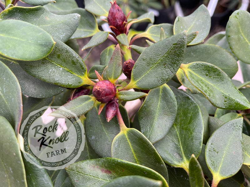 Kimberly plant from Rocky Knoll Farm