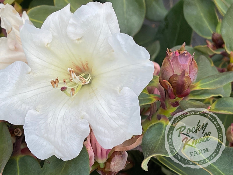 Kimberly plant from Rocky Knoll Farm