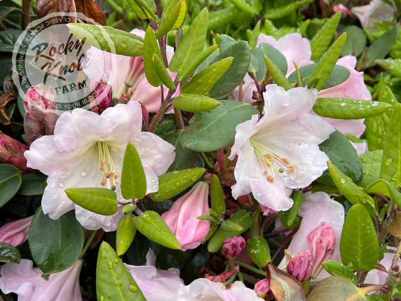 Kimberly plant from Rocky Knoll Farm