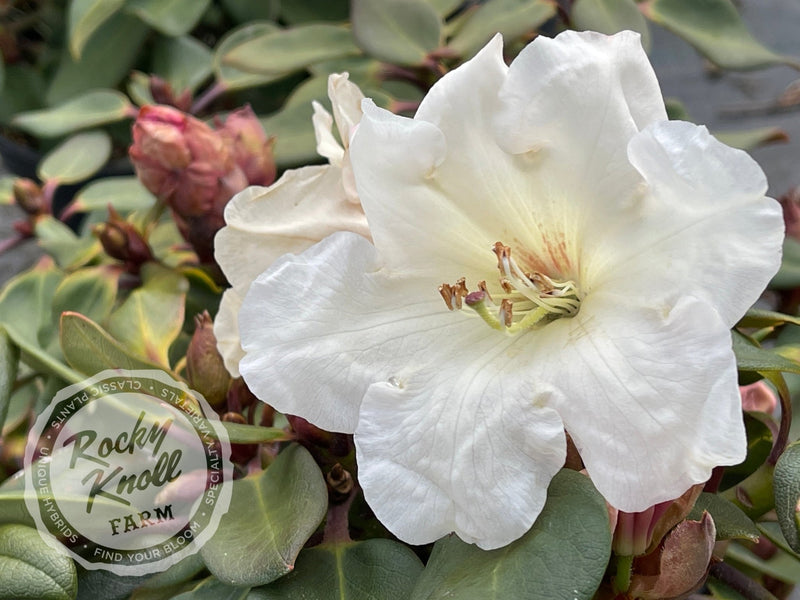 Kimberly plant from Rocky Knoll Farm