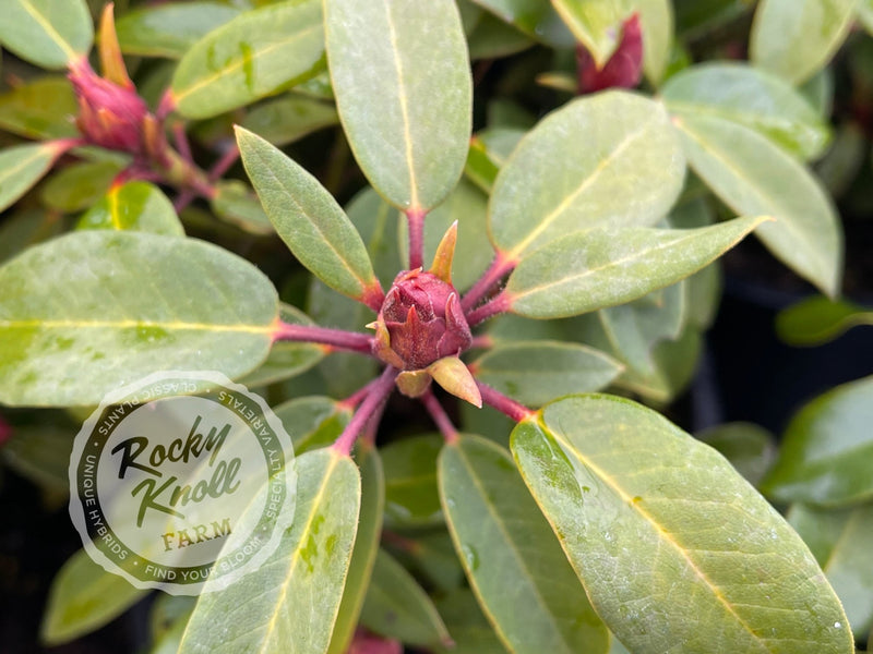 Kimbeth plant from Rocky Knoll Farm