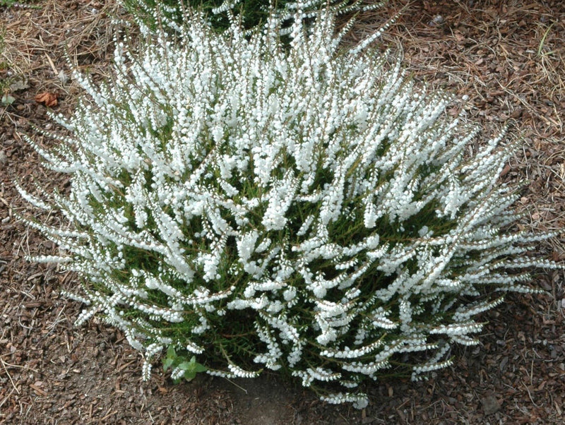 Calluna Kinlochruel Heather plant from Rocky Knoll Farm