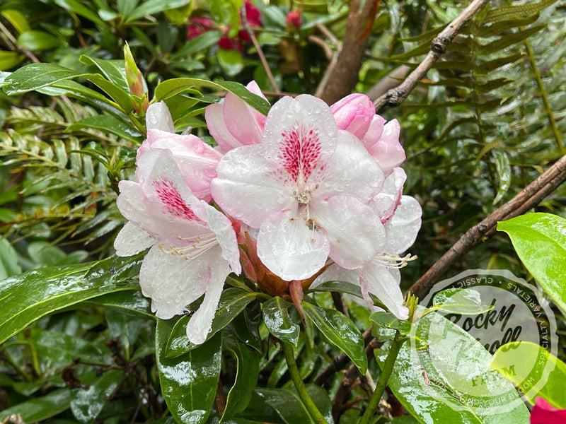 Lady de Rothschild plant from Rocky Knoll Farm