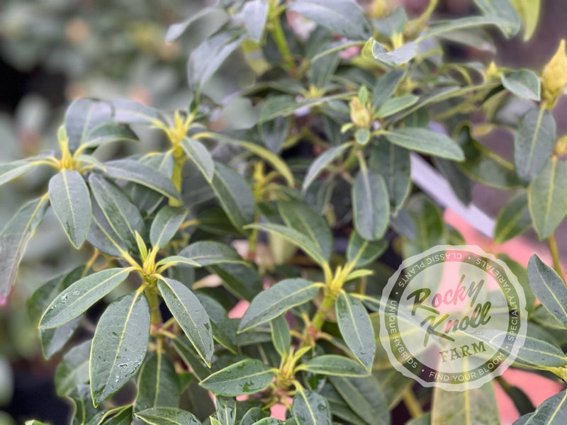 Lady de Rothschild plant from Rocky Knoll Farm