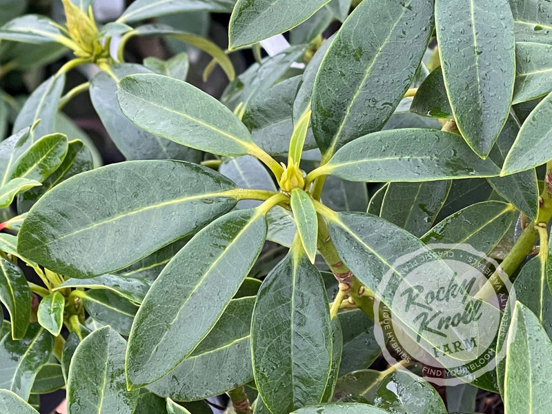Lady de Rothschild plant from Rocky Knoll Farm