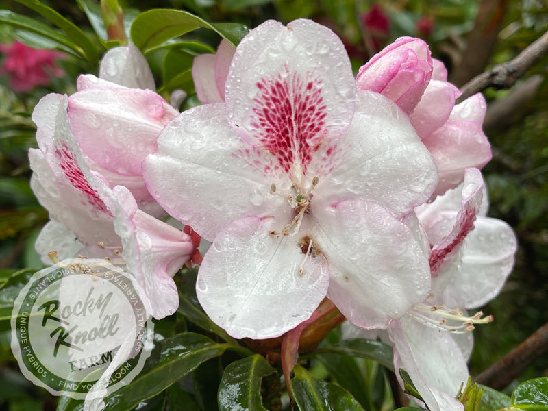 Lady de Rothschild plant from Rocky Knoll Farm