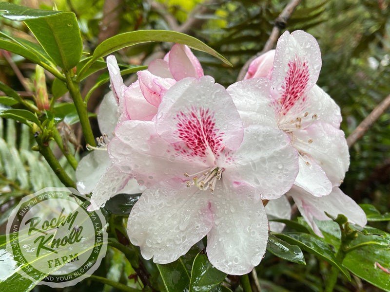 Lady de Rothschild plant from Rocky Knoll Farm