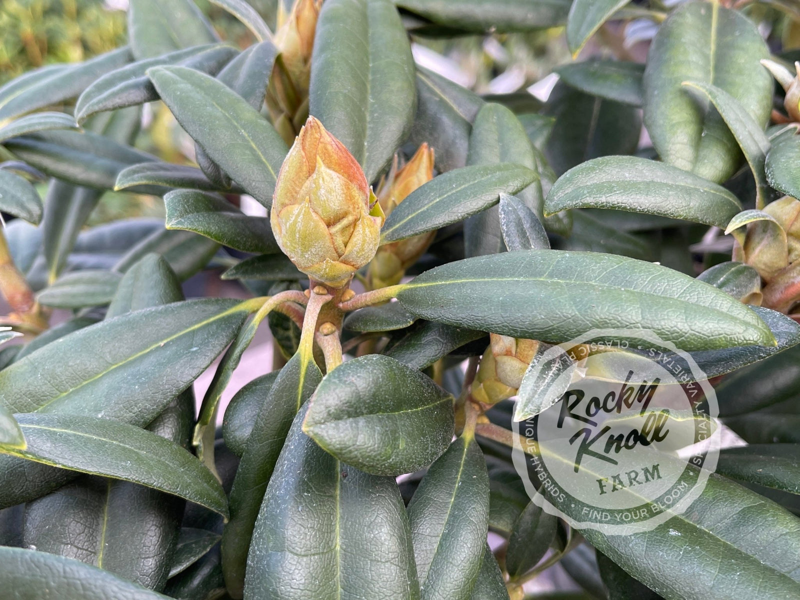 Lavender Haze - Rocky Knoll Farm