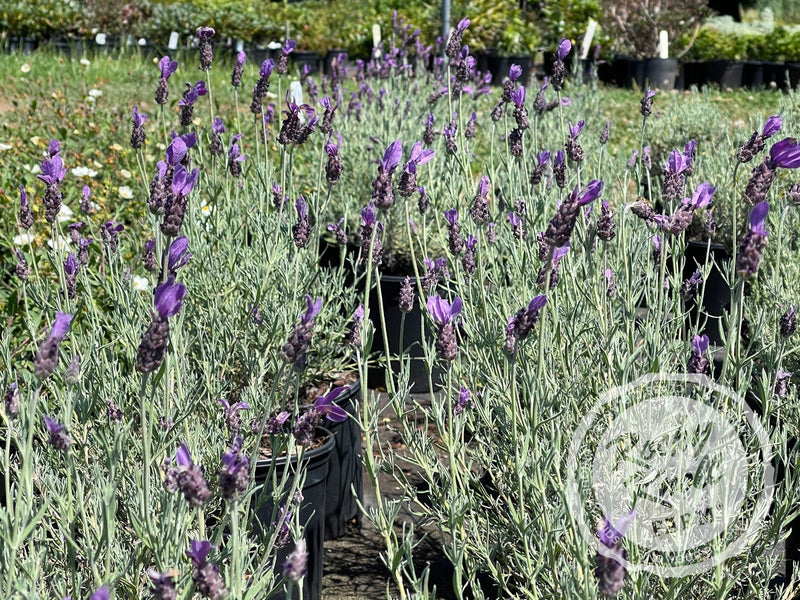 Otto Quast Spanish Lavender plant from Rocky Knoll Farm