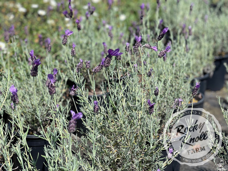 Otto Quast Spanish Lavender plant from Rocky Knoll Farm