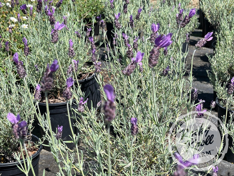 Otto Quast Spanish Lavender plant from Rocky Knoll Farm