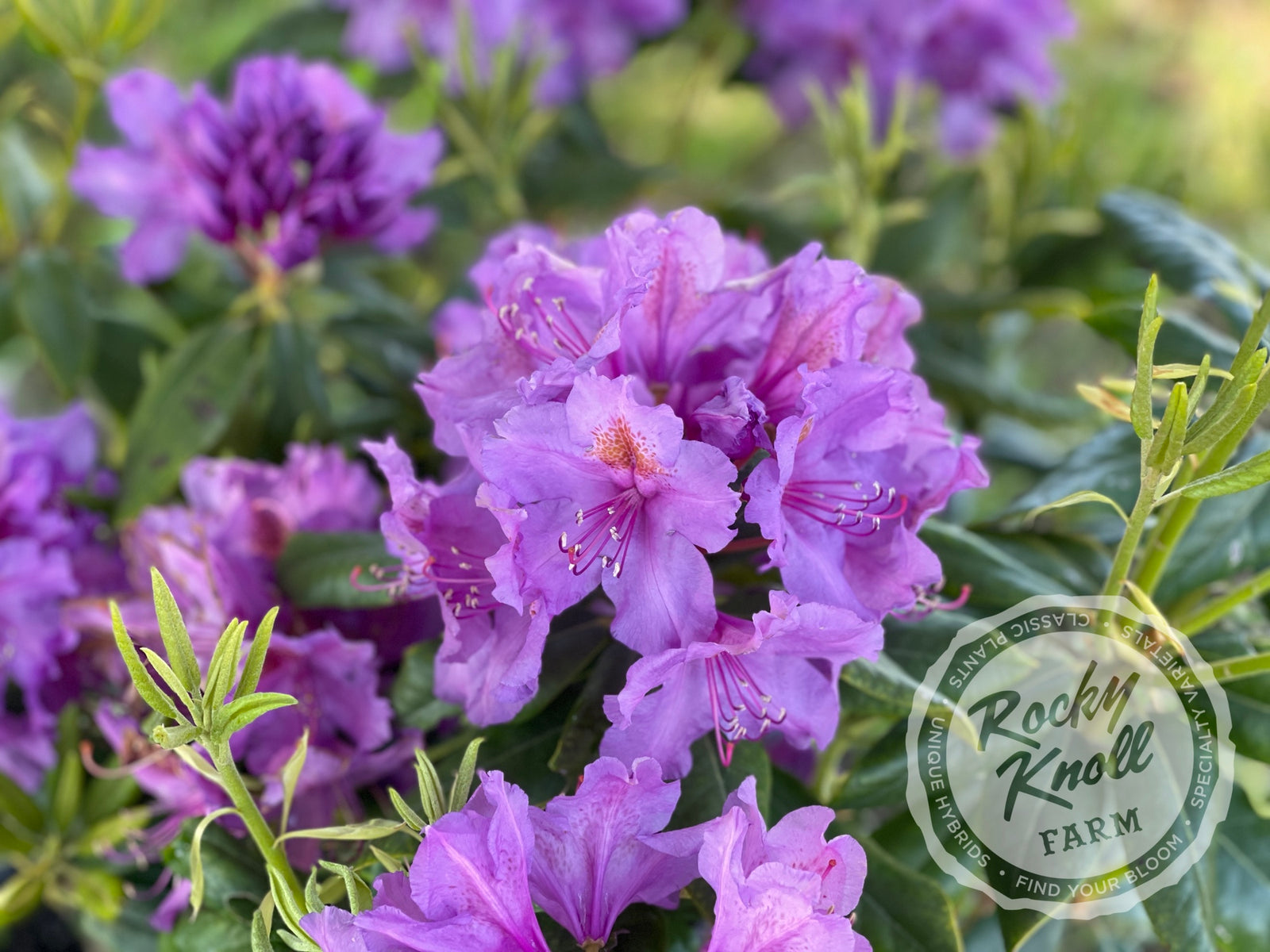 Lee's Dark Purple - Rocky Knoll Farm