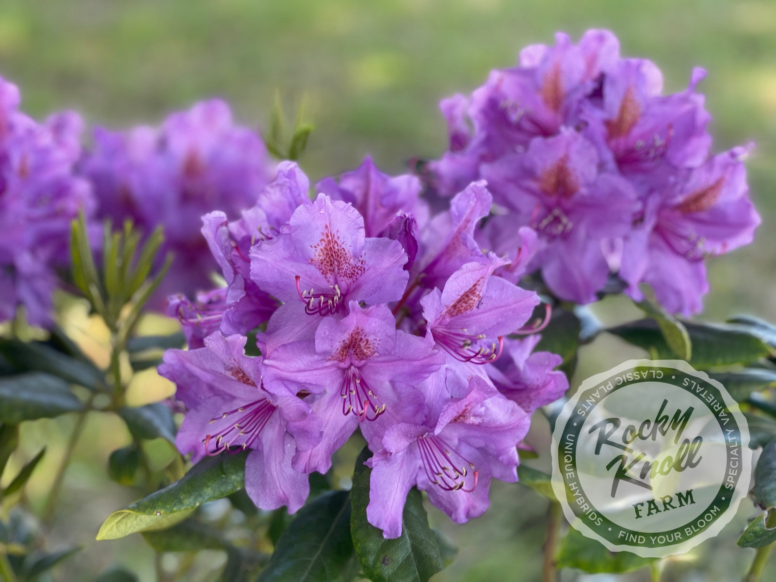 Lee's Dark Purple - Rocky Knoll Farm
