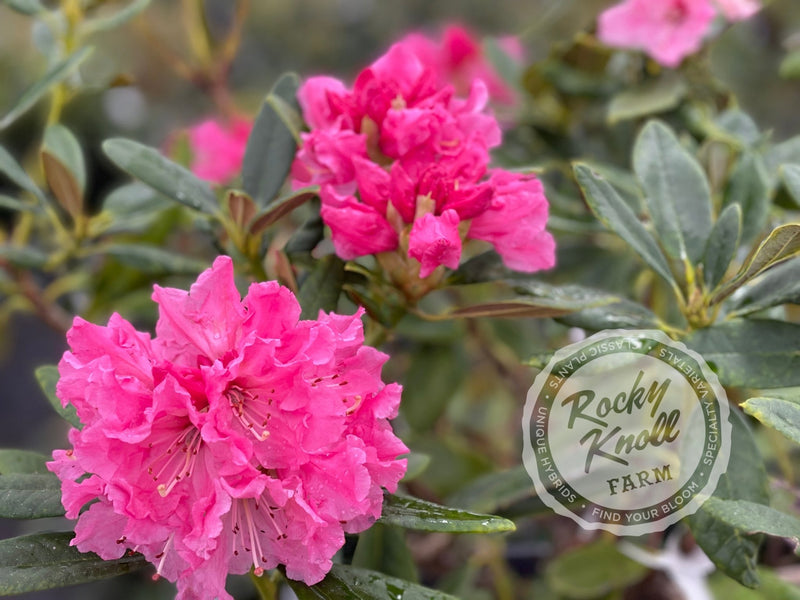 Lee’s Scarlet plant from Rocky Knoll Farm