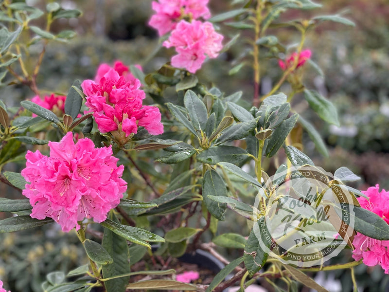 Lee’s Scarlet plant from Rocky Knoll Farm