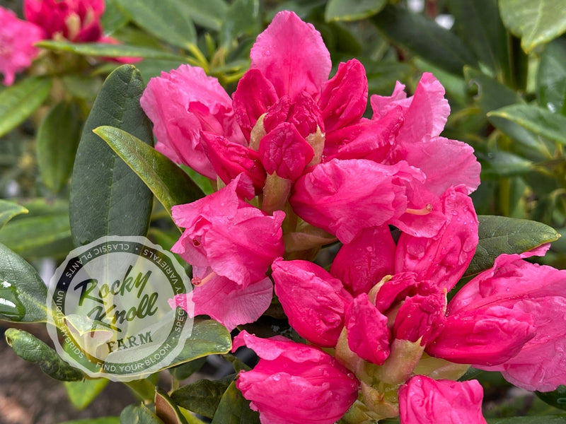Lee’s Scarlet plant from Rocky Knoll Farm