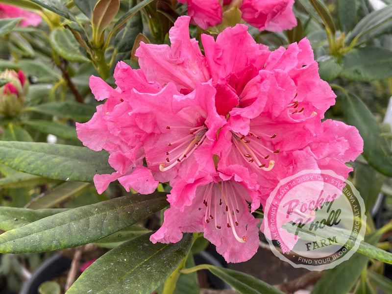 Lee’s Scarlet plant from Rocky Knoll Farm