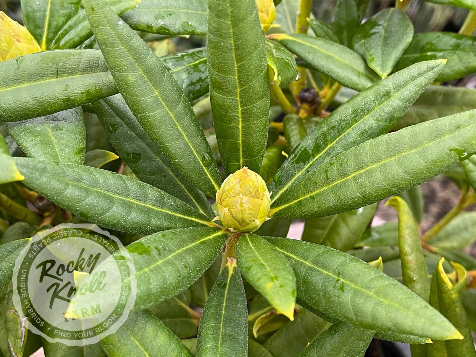 Lem's Fluorescent Pink - Rocky Knoll Farm