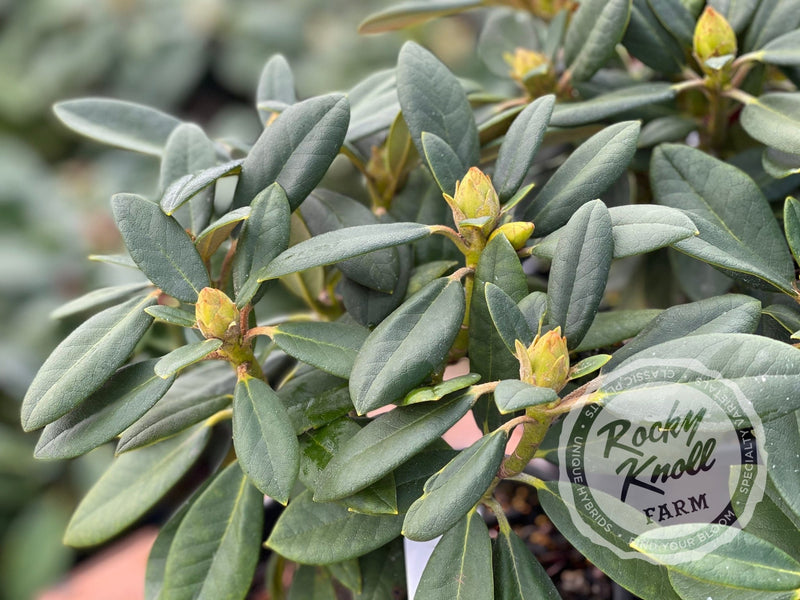 Lemon Dream plant from Rocky Knoll Farm
