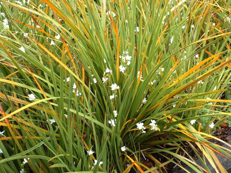 Libertia ixioides 'Goldfinger' plant from Rocky Knoll Farm