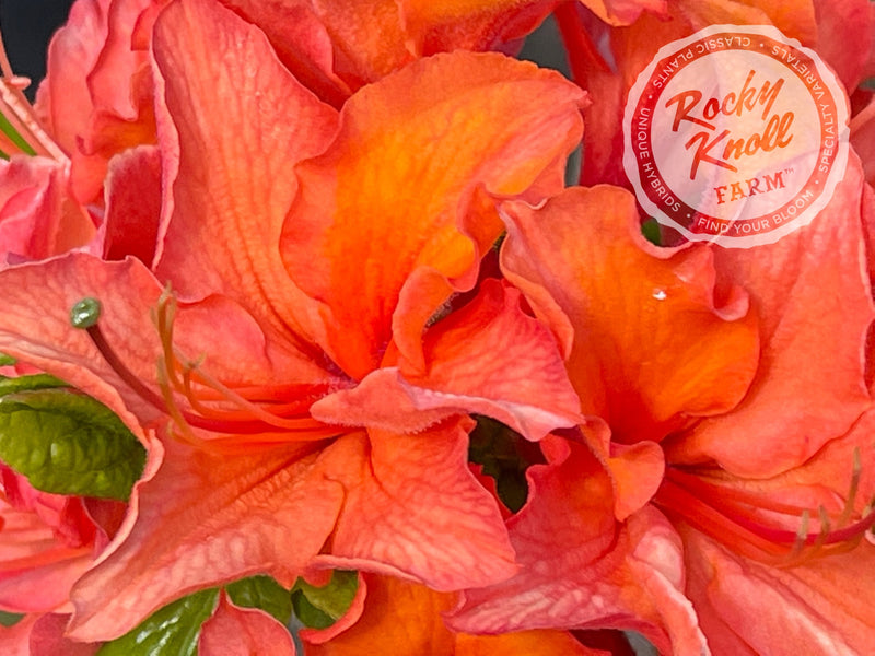 Mandarin Lights plant from Rocky Knoll Farm