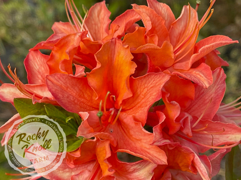 Mandarin Lights plant from Rocky Knoll Farm